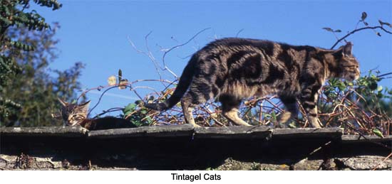 Tintagel Cats