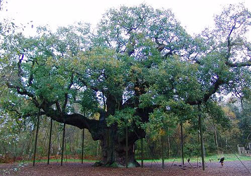 The Major Oak