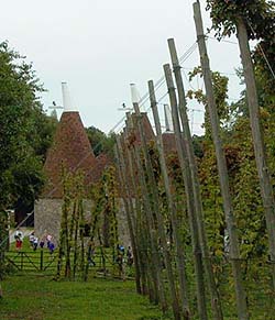 Oast and Hops