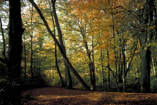 Burnham Beeches