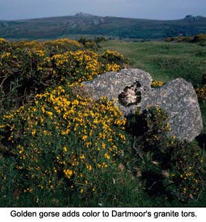 Dartmoor Gorse