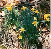 daffodils