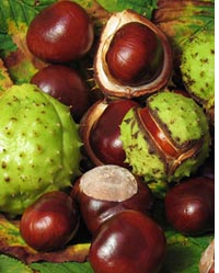 conkers