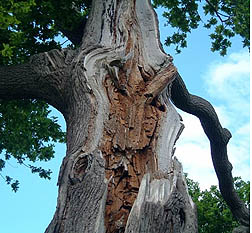 Boscobel Oak
