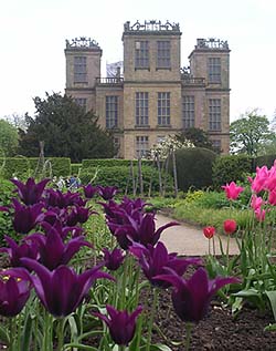 Hardwick Hall
Tulips