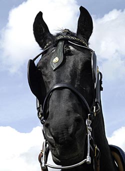 Westways Carriage Horses