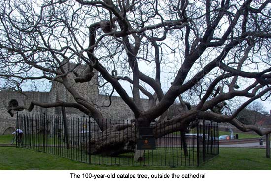 Catalpa Tree, Rochester Cathedral