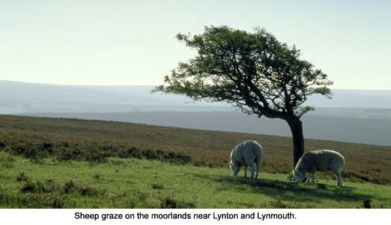 Sheep on Exmoor