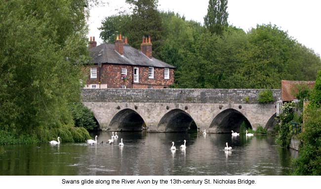 Swans on the River Avon