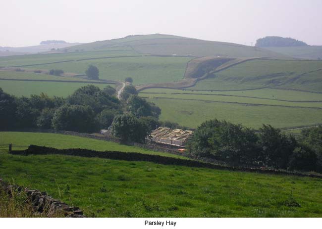 Parsley Hay