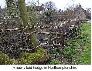 Hedge-laying