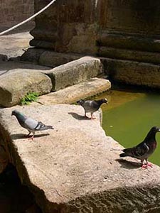 Roman Baths and Baths and Pigeons