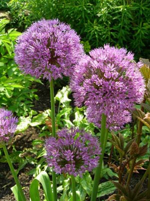 Allium at Great Dixter