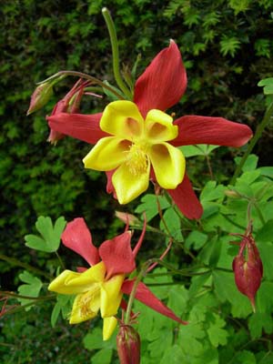 Columbine at Great Dixter