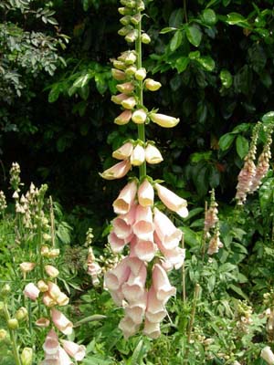 Foxgloves