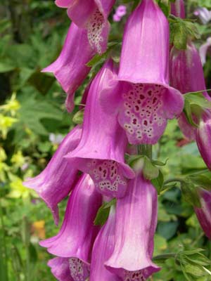 foxgloves