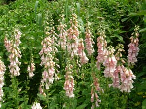 Foxgloves