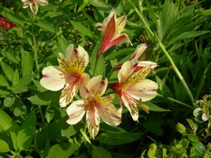 Freesias