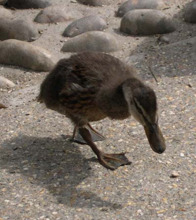 Ducks at Wilton