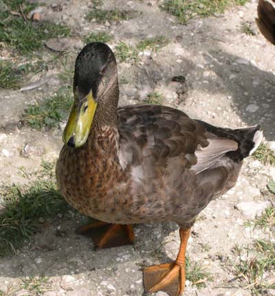 Ducks at Wilton