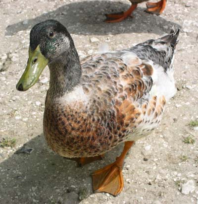 Ducks at Wilton