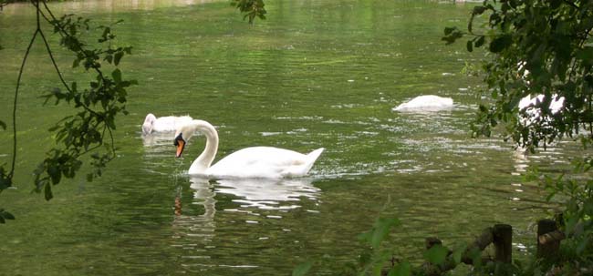 Swans at Wilton